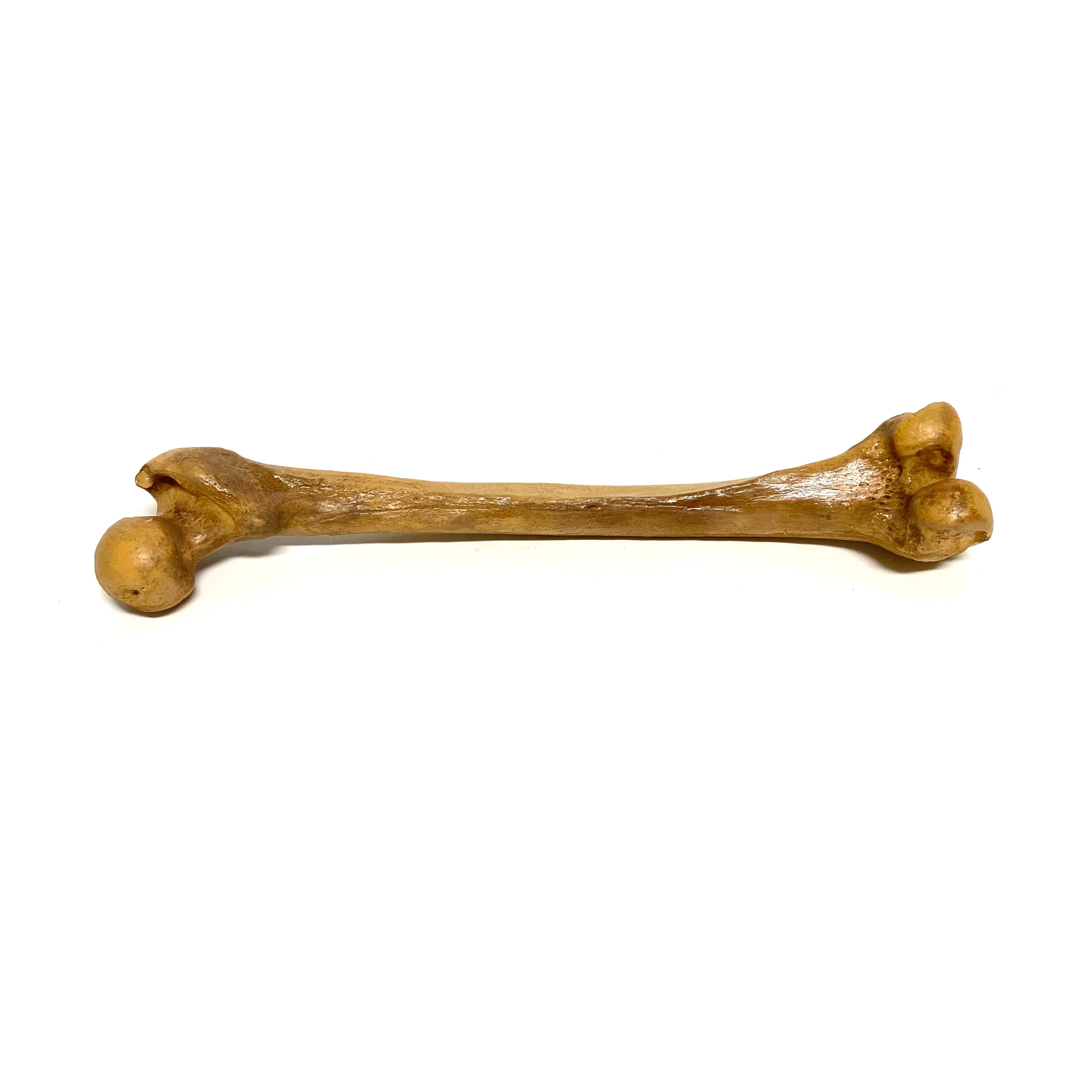 Femur Bone Special Effects Prop Clean - Image 2