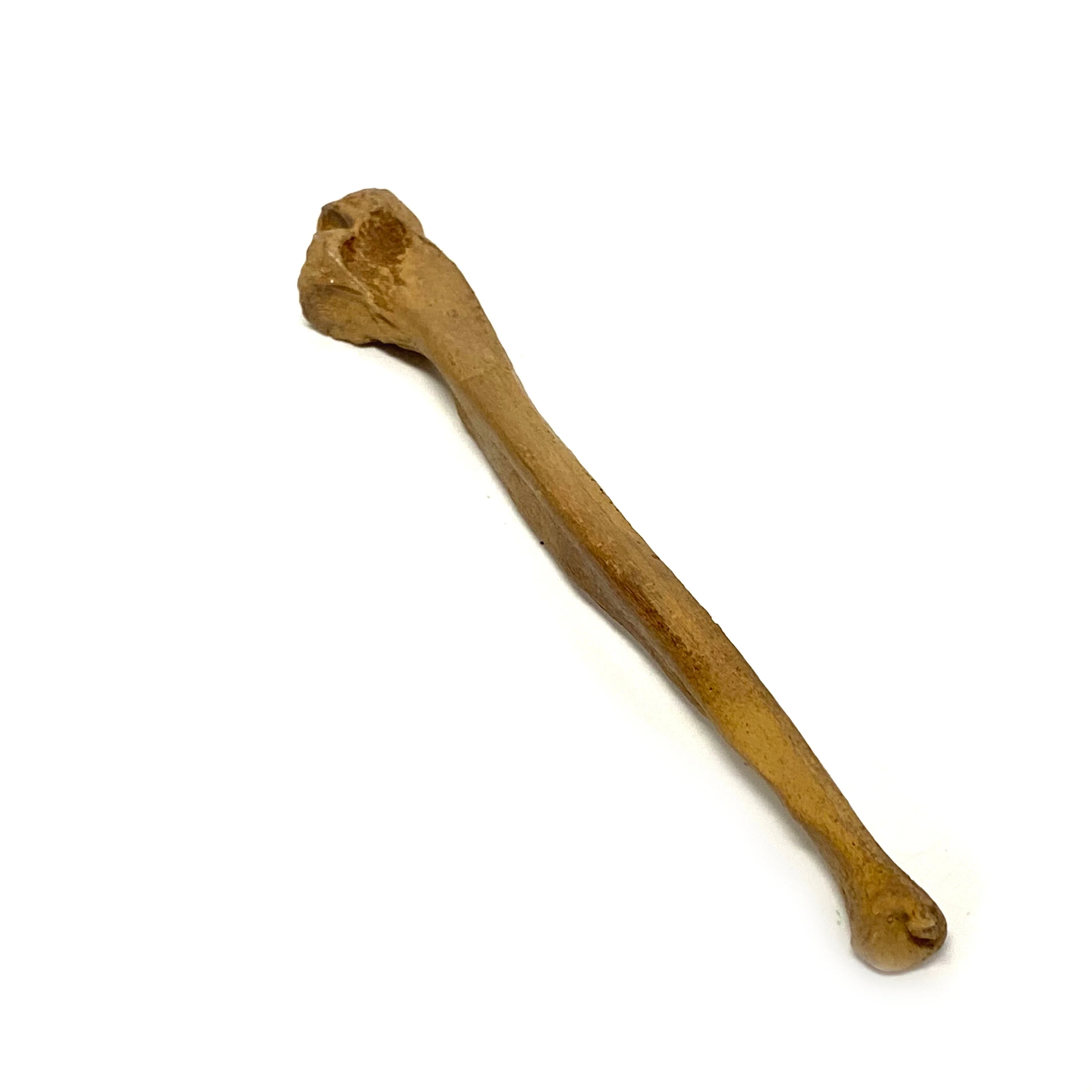 Realistic Ulna Bone Lightweight Rigid Foam - Clean - Image 2