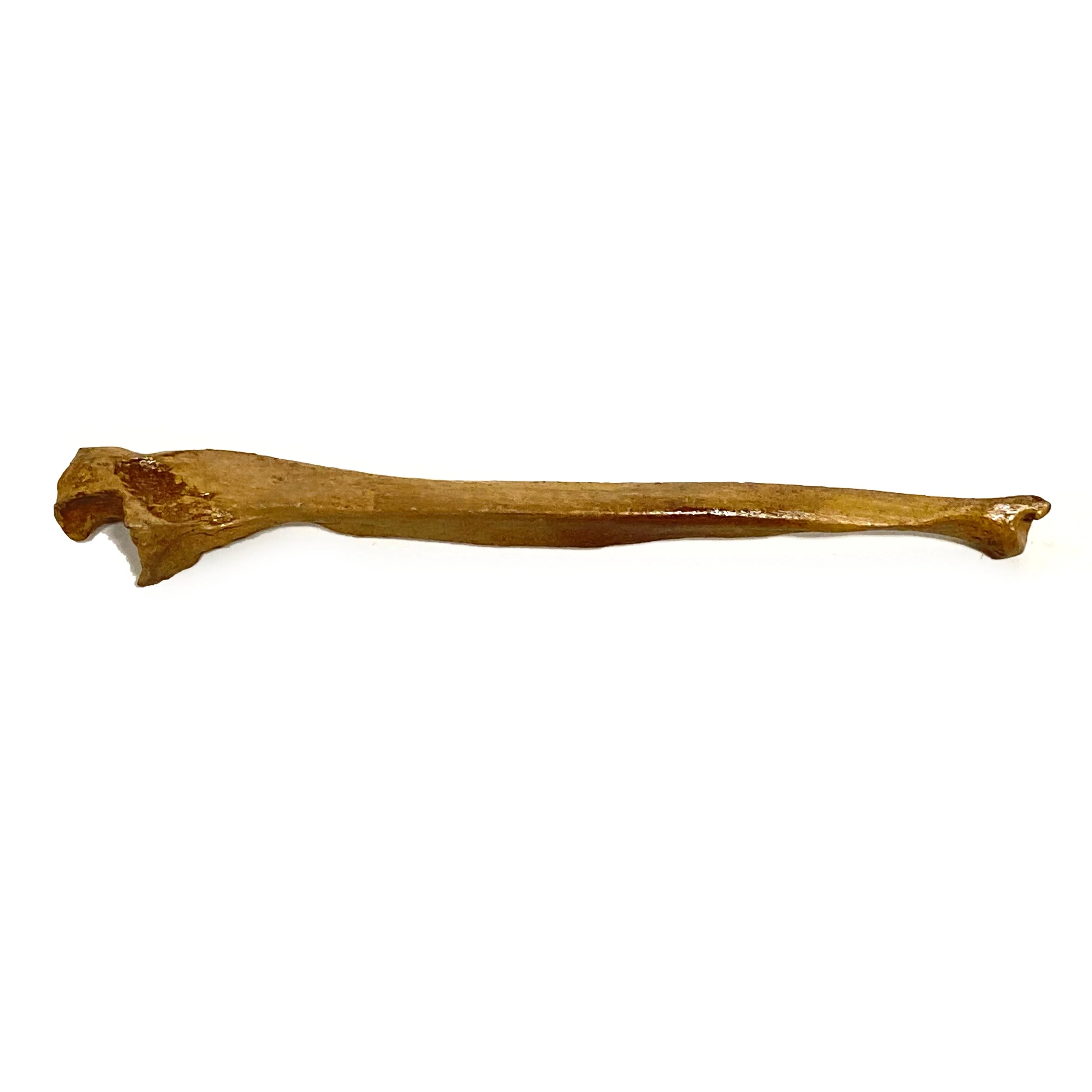 Realistic Ulna Bone Lightweight Rigid Foam - Clean - Image 3
