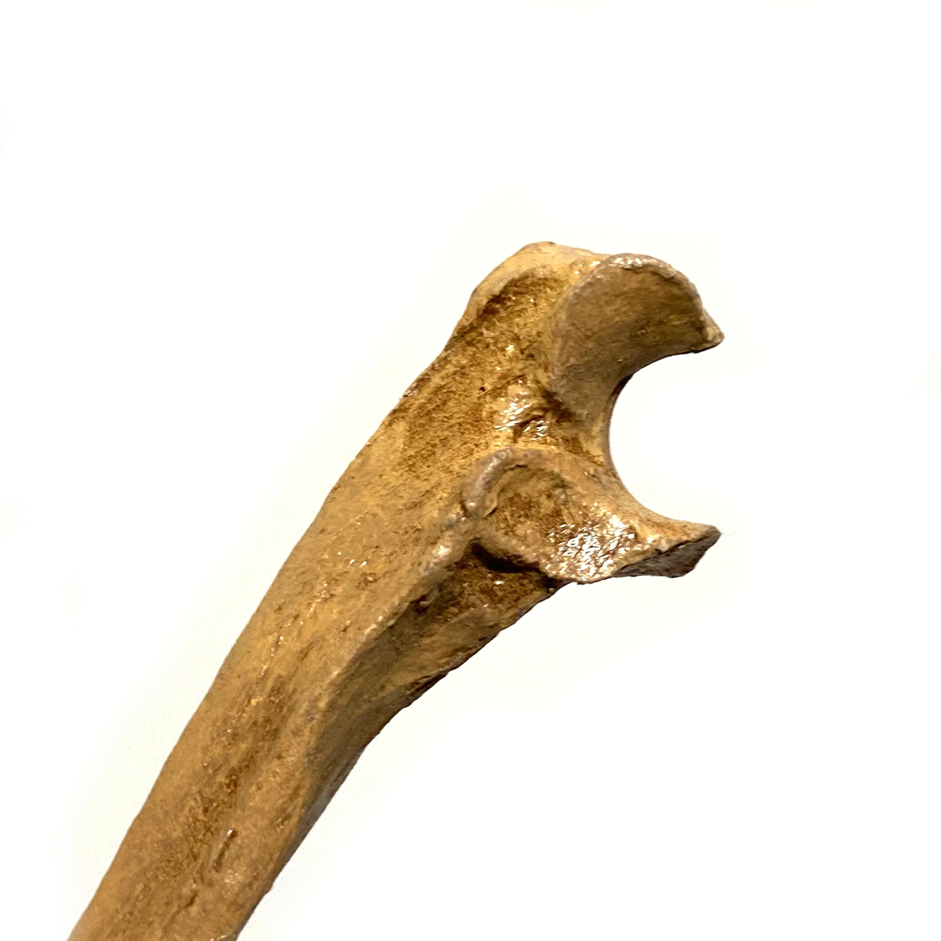 Realistic Ulna Bone Lightweight Rigid Foam - Clean - Image 4